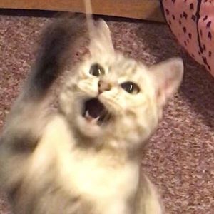 Meet your Posher, Thomas